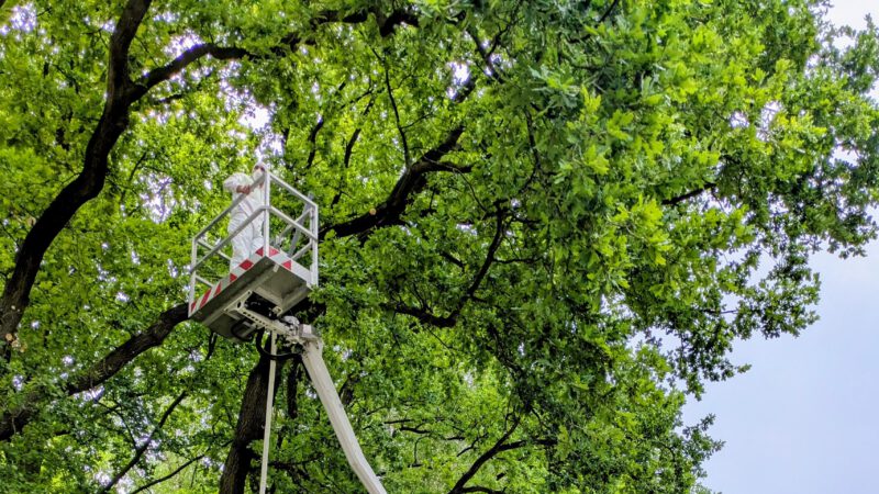 Eichenprozessionsspinner EPS Entfernung Osnabrück Twistringen