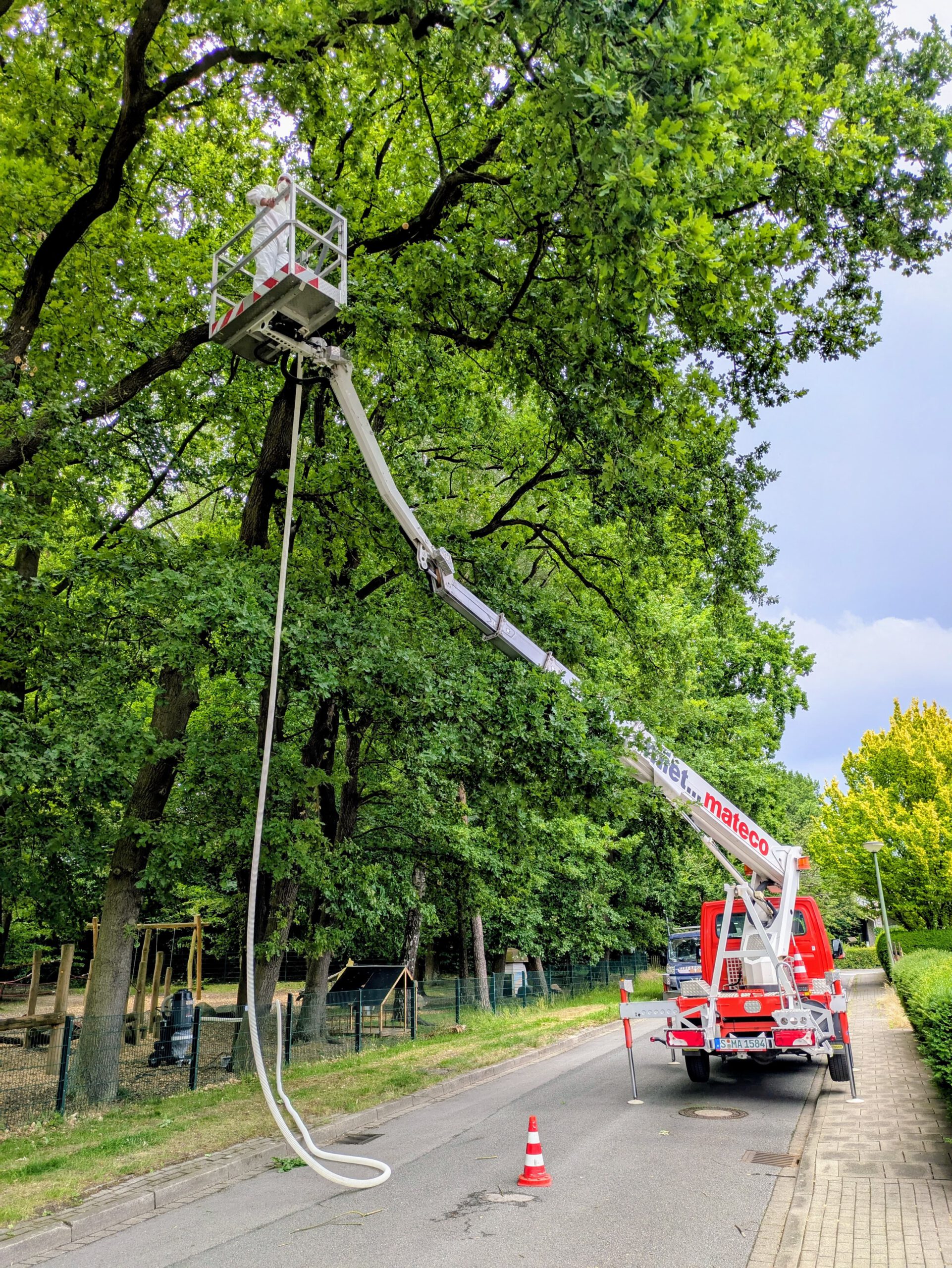 Eichenprozessionsspinner EPS Entfernung Osnabrück Twistringen