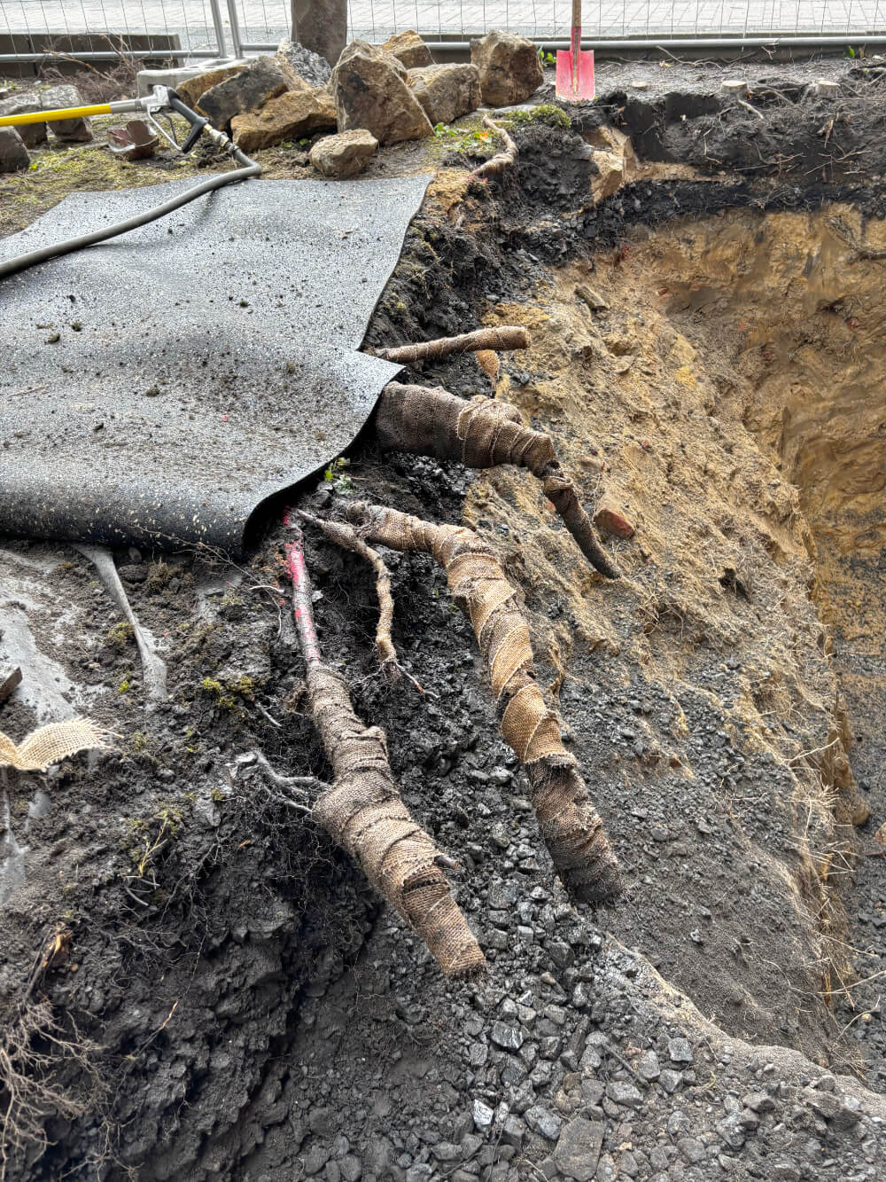 Biberbrüder dendrologische Umweltbaubegleitung Osnabrück